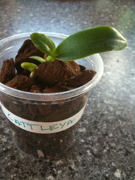 Cattleya Interbrosa