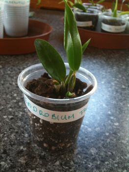 Dendrobium farmeri