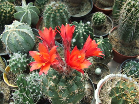DSCF4191