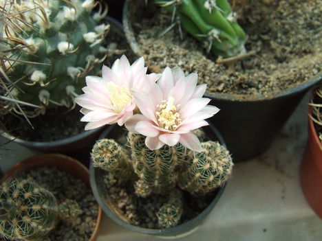 DSCF4193