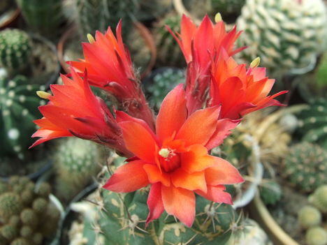 DSCF4195