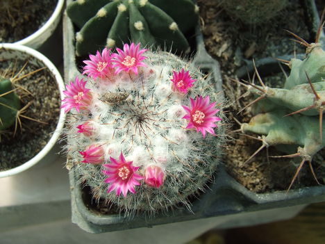 DSCF4199