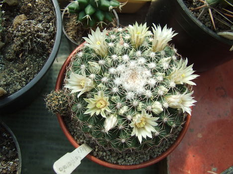 DSCF4204