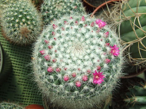 DSCF4206