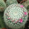DSCF4206