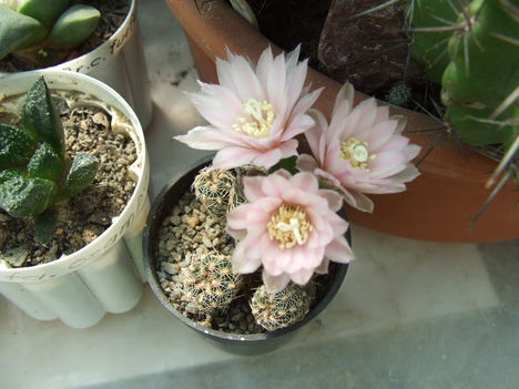 DSCF4210