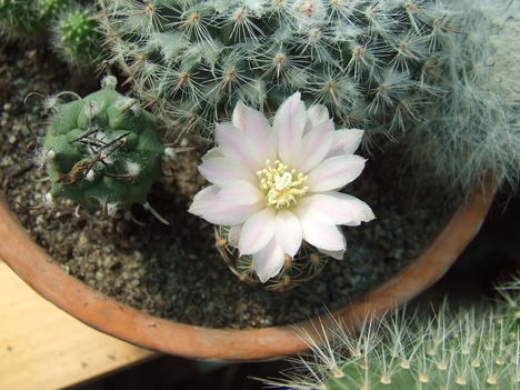 DSCF4214