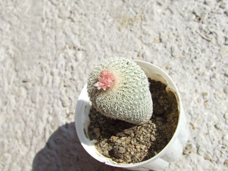 DSCF4219