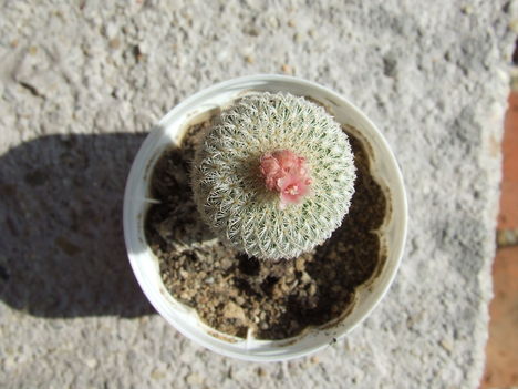 DSCF4226