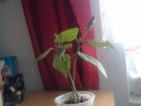 dugvány hibiskus