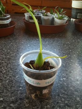 Encyclia prismatecarra