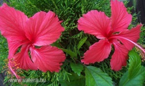 hibiskus
