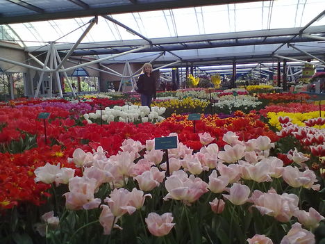 Hollandia