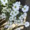 IMG0588A