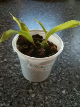 Lycaste balliae X Bifrenaria harrisoniae