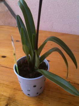 Paphiopedilum