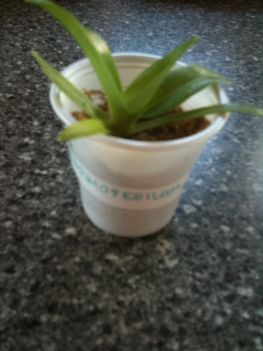 Paphiopedilum phillipiense