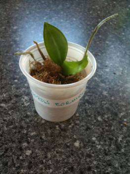 Phalaenopsis corningiana