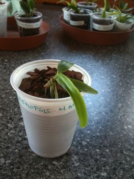 Phalaenopsis Mambo