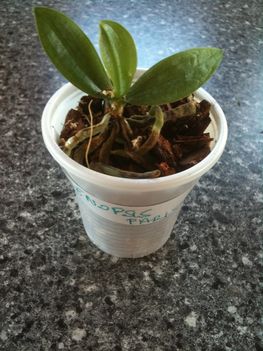 Phalaenopsis parishii