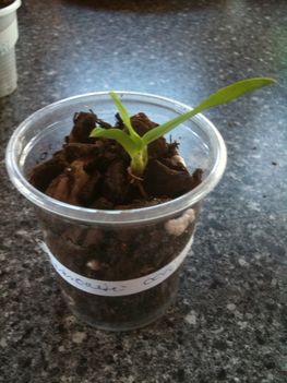 Sophrontis coocinea