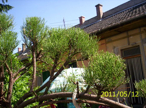 tamariska 2