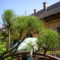 tamariska 2