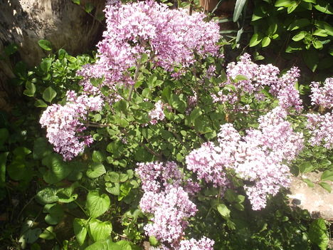 Törpe orgona.