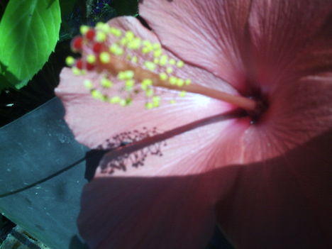 Hibiscus