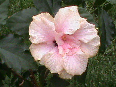 Hibiszkusz 