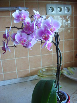 Mini orhidea