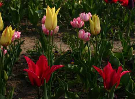 tulipán, tulip 13