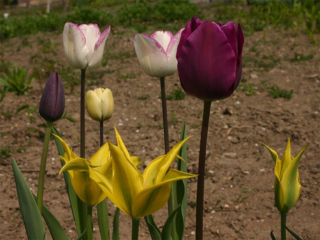 tulipán, tulip 1