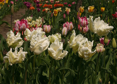 tulipán, tulip 2