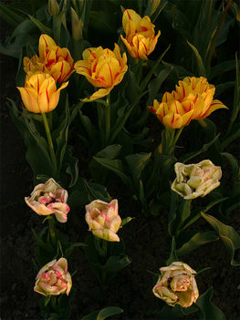 tulipán, tulip 4