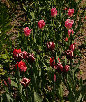 tulipán, tulip 7