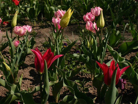 tulipán, tulip 9