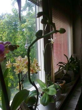 A nagy "keiki"s még virágot is hoz :)))