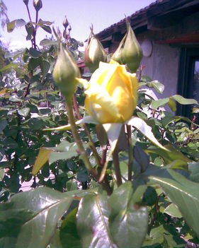 Kép018 Sárga rózsám első bimbója
