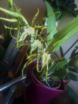 brassia