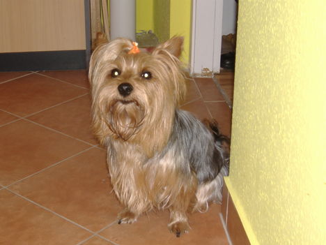 Bobek