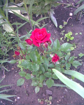Kép044 Mini rózsa