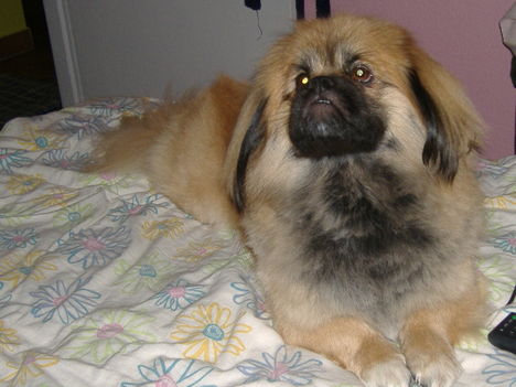 Marcipán
