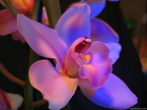 031009_orchid_wp1