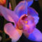 031009_orchid_wp1