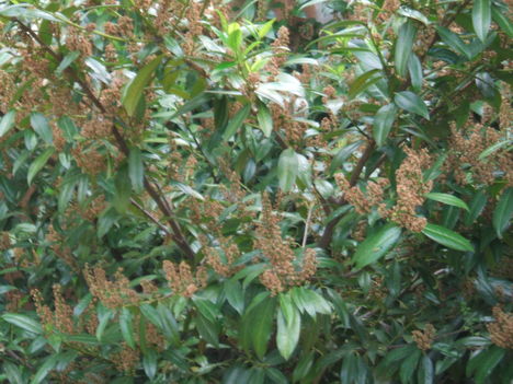 BABÉR HANGA