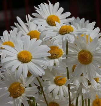 be2d506d91db0d1ae6862a222506af0c_web