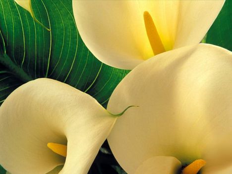 Calla_Lillies