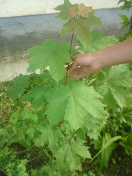 DSC00087