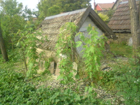 DSC00093